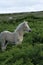 Dartmoor Palomino Foal