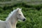 Dartmoor Palomino Foal