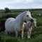 Dartmoor Palomino Mare