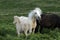 Dartmoor Palomino Mare & Foal