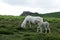 Dartmoor Palomino Mare & Foal