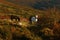 Dartmoor ponies