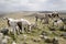 Dartmoor ponies