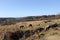 Dartmoor Ponies above Burrator Lake