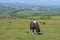 Dartmoor ponies grazing on Whitchurch Common, Dartmoor National Park, Devon, UK