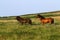 Dartmoor ponies stallion & mare