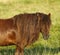 Dartmoor ponies stallion & mare