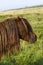 Dartmoor ponies stallion & mare