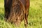 Dartmoor ponies stallion & mare