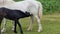 Dartmoor Ponies, Young pony feeding from its mother on Dartmoor National Park Devon uk