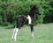 Dartmoor pony