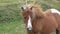 Dartmoor pony. Dartmoor national park UK