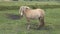 Dartmoor pony. Dartmoor national park UK