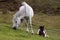 Dartmoor pony and foal