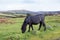 Dartmoor Pony Grazing