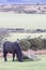 Dartmoor Pony Grazing