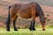 Dartmoor Pony grazing on Dartmoor national park