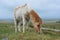 Dartmoor pony grazing on the high moors, UK