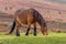 Dartmoor Pony grazing on the moor