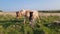 Dartmoor Pony with its Young Foal on Dartmoor National Park Devon uk