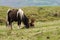 Dartmoor pony male foal lying next to mare