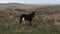 Dartmoor pony male foal sucking from mother.