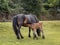 Dartmoor pony mare with foal suckling.