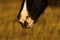 Dartmoor pony muzzle