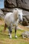 Dartmoor Pony near Saddle Tor, Dartmoor, Devon UK