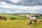 Dartmoor Pony near Saddle Tor, Dartmoor, Devon UK