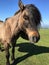 Dartmoor pony, portrait, looking at camera