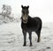 Dartmoor Pony in the Snow