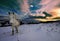 Dartmoor pony walking in snow