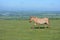 Dartmoor pony, on Whitchurch Common, Dartmoor National Park, Devon