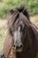 Dartmoor Pony in the wild