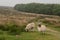 Dartmoor sheep