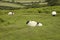 Dartmoor sheep England