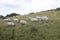 Dartmoor Sheep grazing