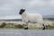 Dartmoor sheep seen from the side standing on the road on a clouded day