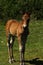 Dartmoor Spring Time Foal