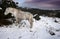 Dartmoor stallion feeding in snow