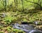 Dartmoor Stream