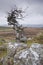 Dartmoor twist