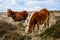 Dartmoor wild horse