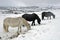 Dartmoor wild ponies in the snow