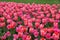 Darwin Hybrid tulip `Pink Impression` flowers at full bloom