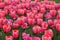 Darwin Hybrid tulip `Pink Impression` flowers at full bloom