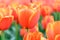 Darwin Hybrid tulip Tulipa Worlds Favourite orange-red flowers with yellow edges