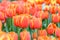 Darwin Hybrid Tulip Tulipa Worlds Favourite scarlet flowers with yellow edges