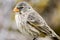 A Darwin\'s finch, Galapagos